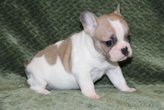 Chiot bouledogue français femelle/mâle