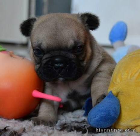 Chiot bouledogue français femelle/mâle