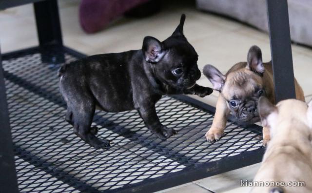 Chiots bouledogue français a donné