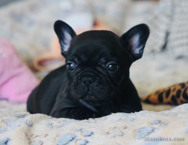 Chiots bouledogue français a donné