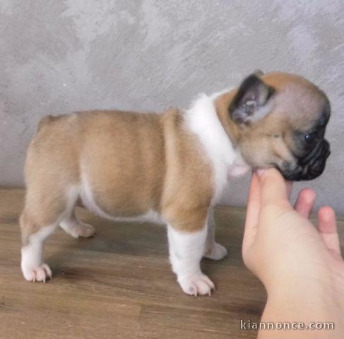 Chiots bouledogue français femelle&mâle noir adoptable