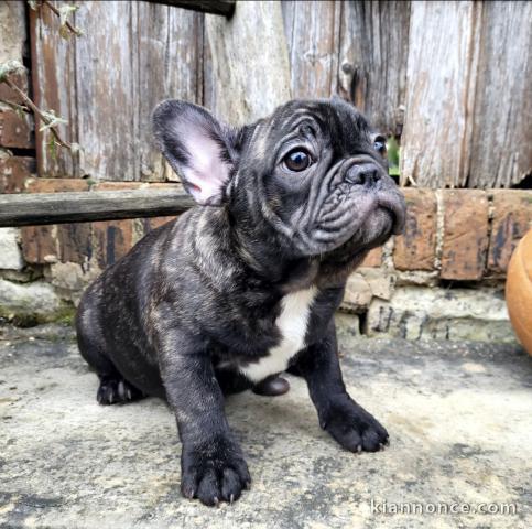 Chiots bouledogue français femelle&mâle noir adoptable