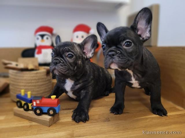 Chiots bouledogue français femelle&mâle noir 