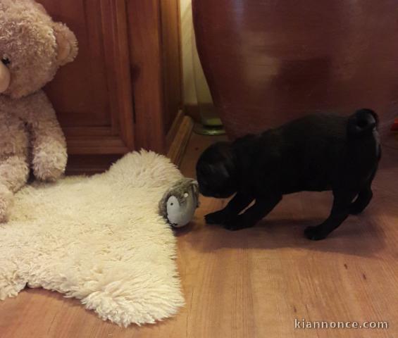 chiot carlin mâle à adopter