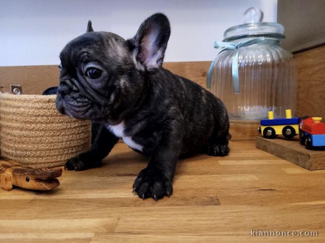 Donner chiot bouledogue français mâle