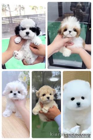 Superbes chiots Pomeranian, Bichon, Yorkshires, Shih Tzu, Caniche