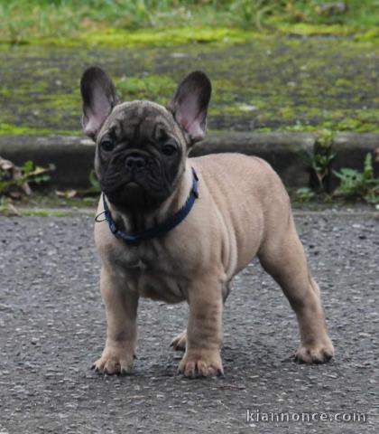 Donner chiot Bouledogue français masque noir