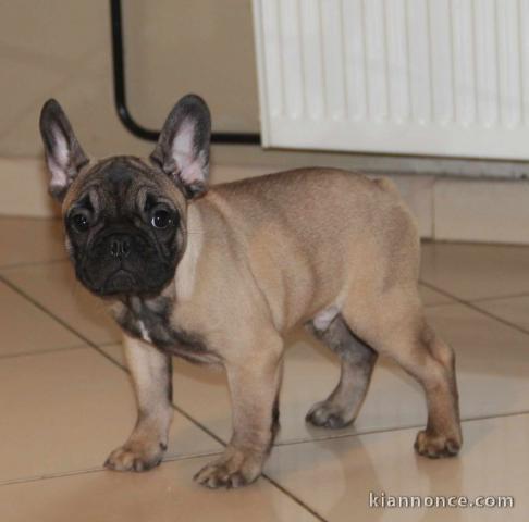 Donner chiot Bouledogue français masque noir 