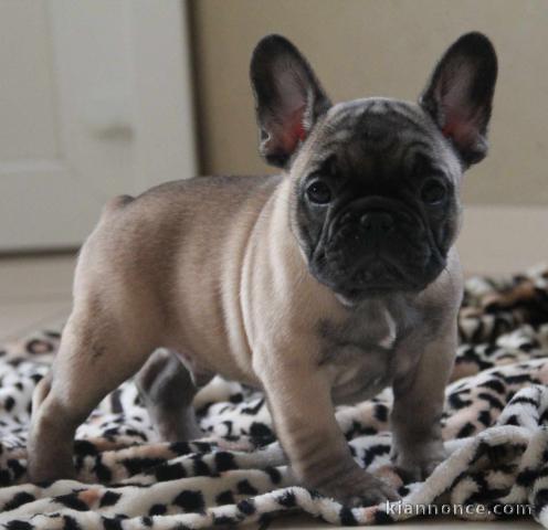 Donner chiot Bouledogue français mâle masque noir 