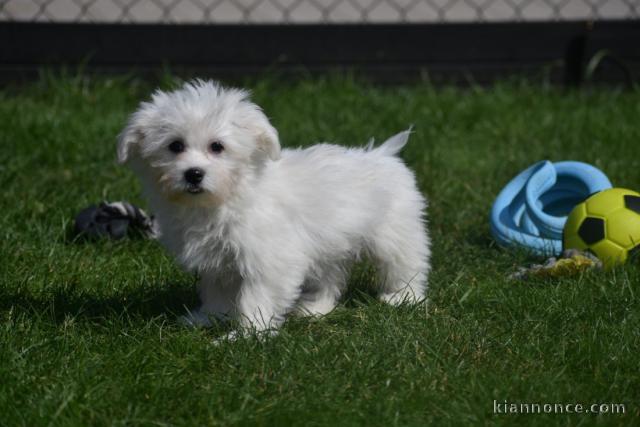 Chiots Bichon Maltais 3 mâles et 2 femelles disponible de suite