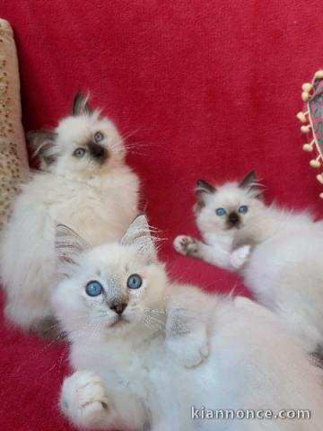 A  donner contre bon soin chatons Ragdoll LOOF
