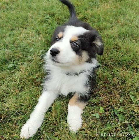 Chiot berger australien 