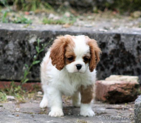 disponible de suite chiots cavalier king charle 