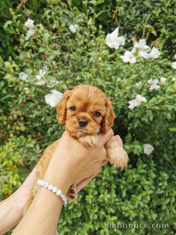 disponible de suite chiots cavalier king charle 