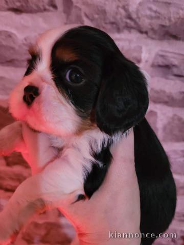 Chiots cavalier king Charles à adopter 
