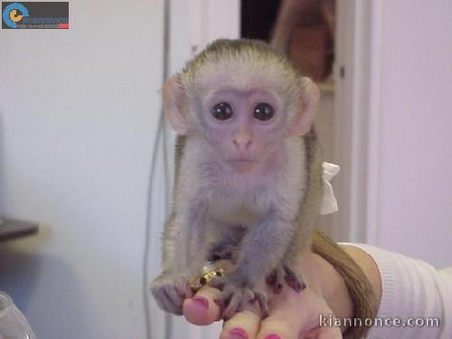 Bébé singe Capucin tres bien apprivoisé intelligents