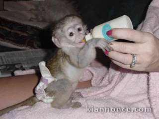 Bébé singe Capucin tres bien apprivoisé intelligents affectueux
