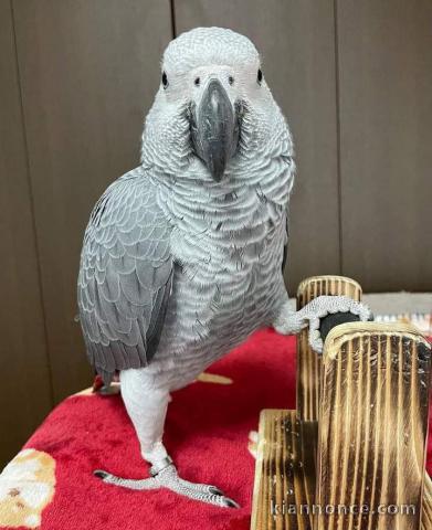 Perroquet gris du Gabon disponibles de suite 