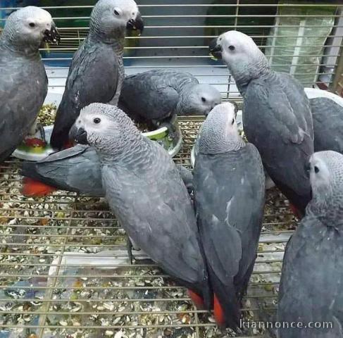 Perroquet gris du Gabon à donner 