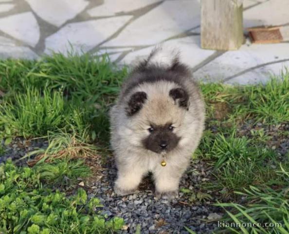 Chiots type Spitz nain à donner 