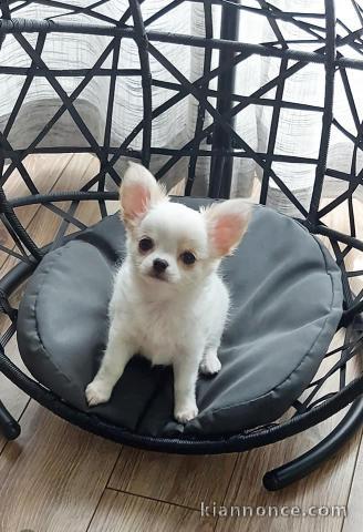 chiots chihuahua disponible de suite 