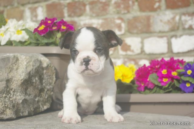 adorables chiots bouledogue français