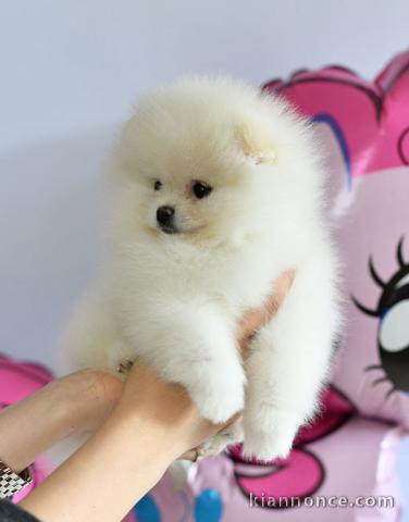 Adorable chiot spitz nain 