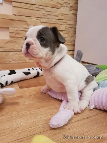 Adorable bb chiots bouledogues français 