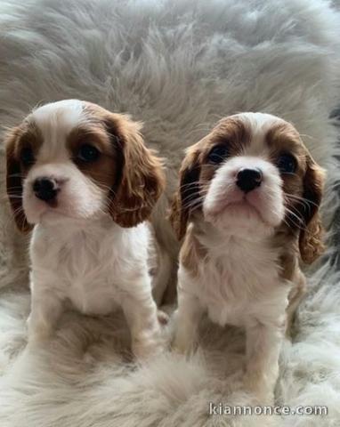 chiots Cavalier king Charles lof pour adoption