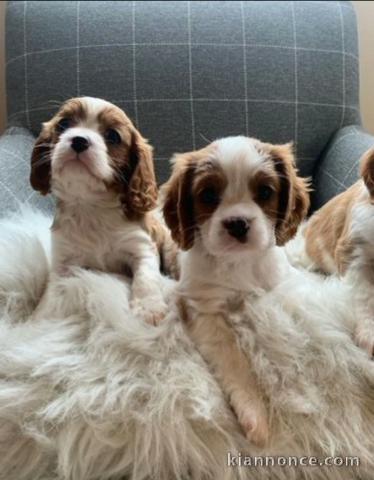 chiots Cavalier king Charles pour adoption