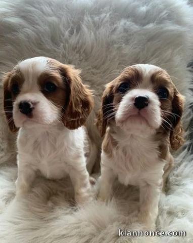 chiots Cavalier king Charles pour adoption