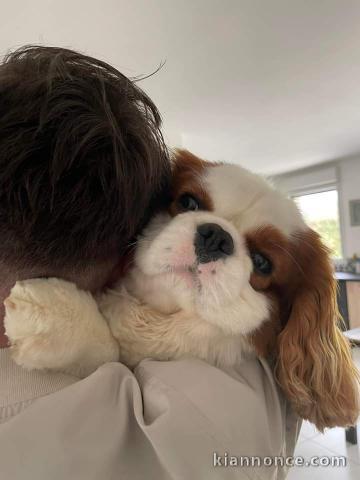 Dons chiot cavalier king Charles disponibles 