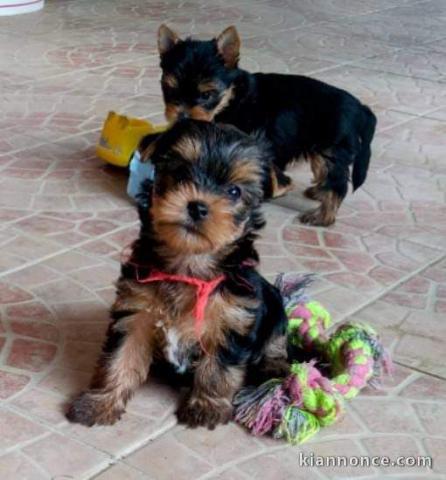Chiot yorkshire Toy disponibles 