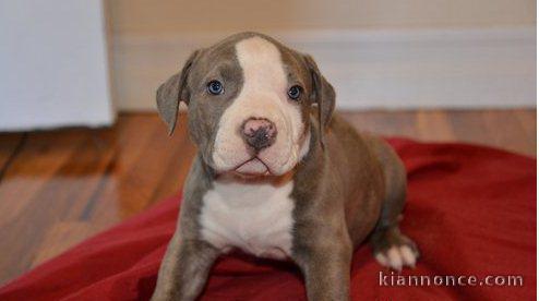 Chiots PITBULL Americain pour adoption