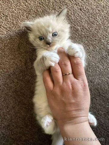 Dons chatons Ragdoll disponibles 