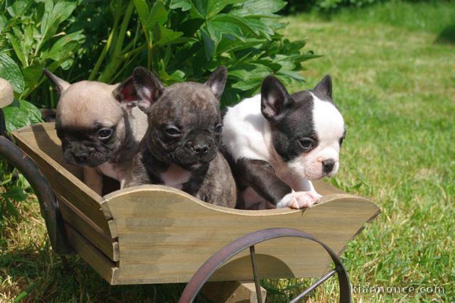 jack russel,bouledogue  français,cocker, et westie