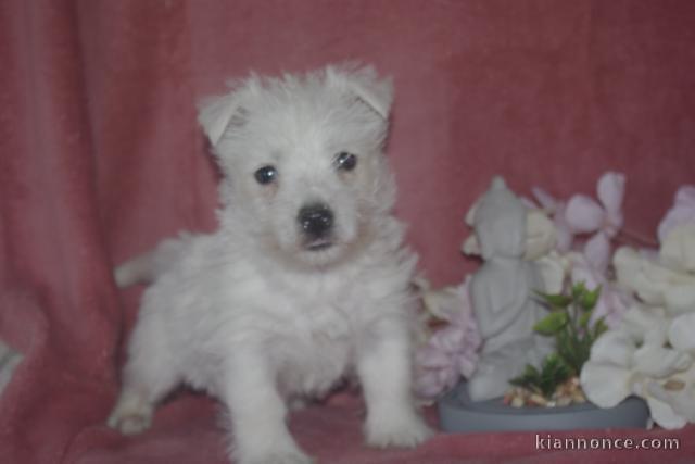 jack russel,bouledogue français cocker anglais et westie