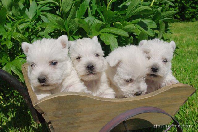 Jack russel,bouledogue français,cocker anglais,teckel et westie