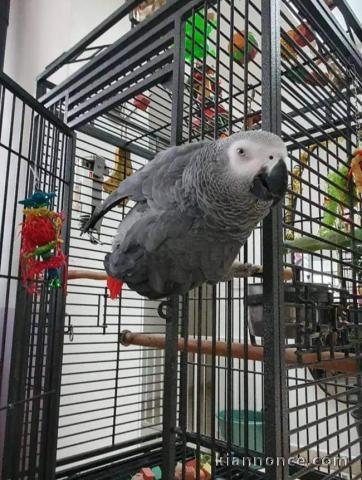 Disponible perroquet gris du Gabon 
