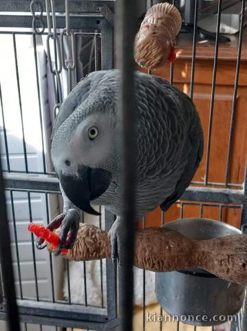 Perroquet gris du Gabon disponibles 