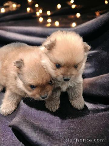 Spitz de Poméranie chiots