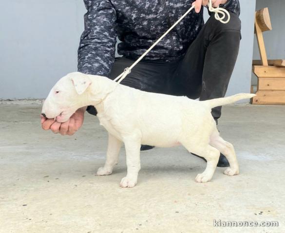 Bull-terrier standard chiots