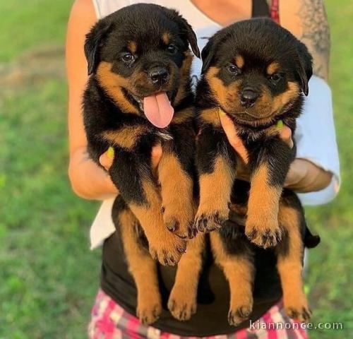 Don et adoption rottweiller