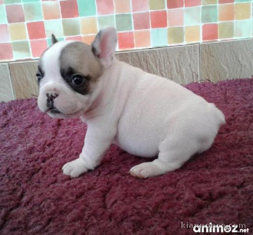 Chiots bouledogue français