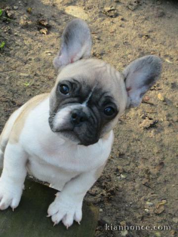 Chiots bouledogue français