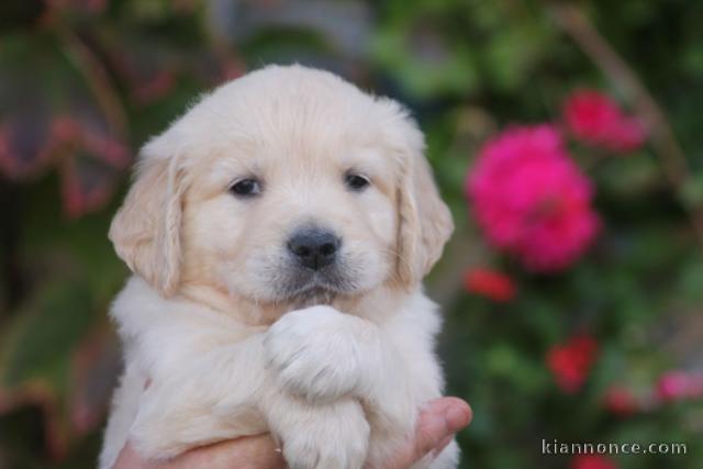 Chiots golden retriever