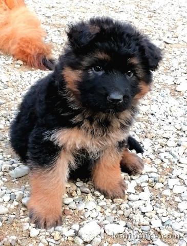 Chiots berger allemand 