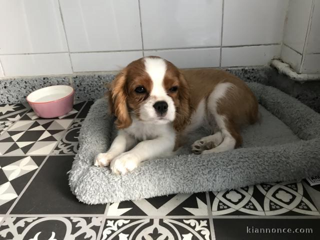 Chiot cavalier king Charles