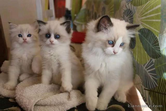 Magnifique chatons Ragdoll bleu 