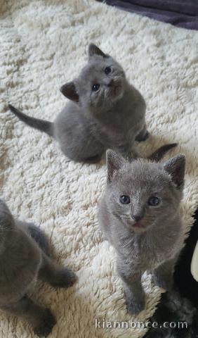 Je donner chatons Chartreux 